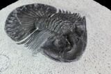 Bargain, Scabriscutellum Trilobite Fossil #92324-2